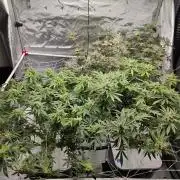Glacial Razorberry