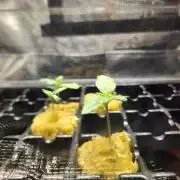Mimosa