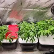 Glacial Razorberry