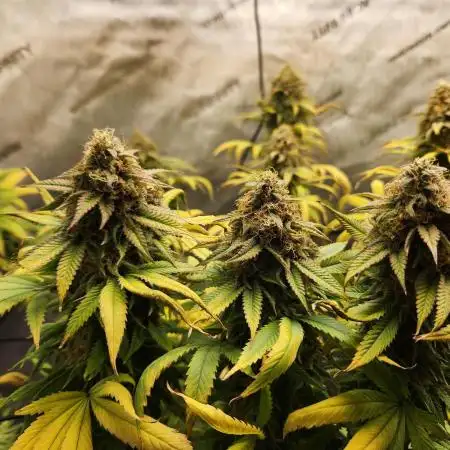 Skunk #1