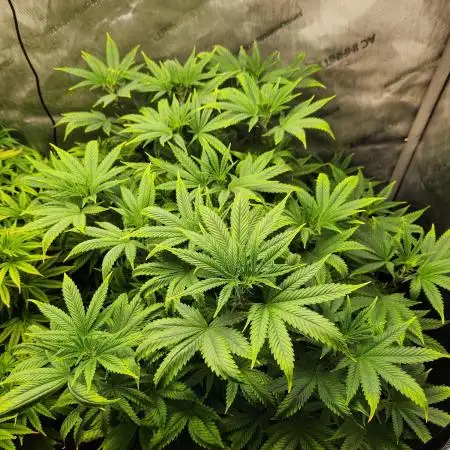 Skunk #1