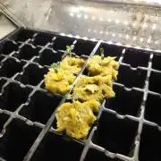 Mimosa