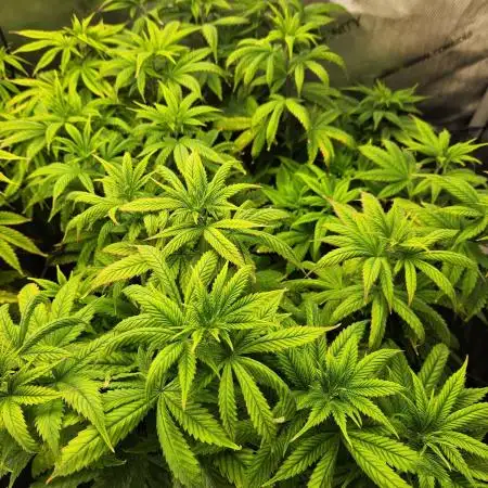 Skunk #1