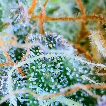 Skunk #1