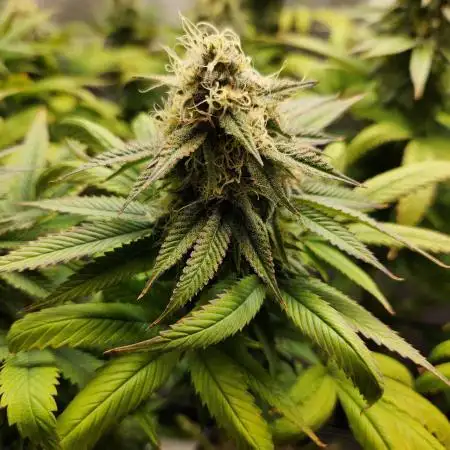 Skunk #1