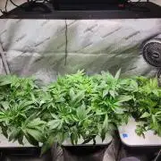 Glacial Razorberry