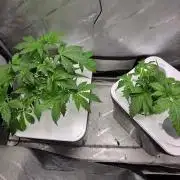 Mimosa
