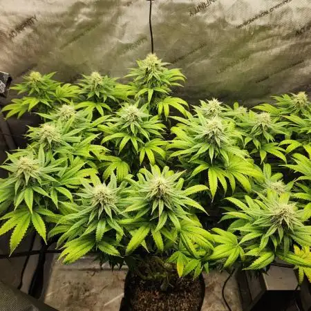 Skunk #1