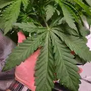 Mimosa