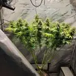 Skunk #1