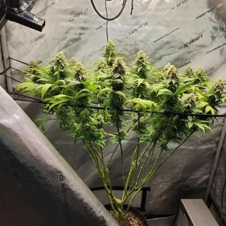 Skunk #1