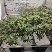 Glacial Razorberry
