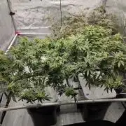 Glacial Razorberry