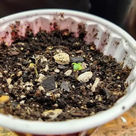 Indigo Sapphire Round 3