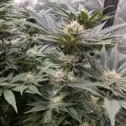 Pepe Silva and Sour Cherry Diesel