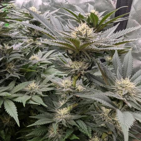 Pepe Silva and Sour Cherry Diesel