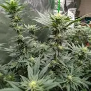 Pepe Silva and Sour Cherry Diesel