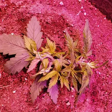 BlackBerry in a pot turning into pot