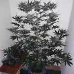 OG KUSH Auto