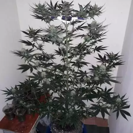 OG KUSH Auto