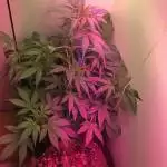 Gorilla Glue Auto
