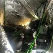 Purple Queen - Hulkberry - El Patron