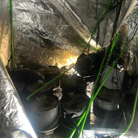 Purple Queen - Hulkberry - El Patron