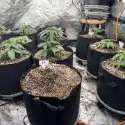 Purple Queen - Hulkberry - El Patron