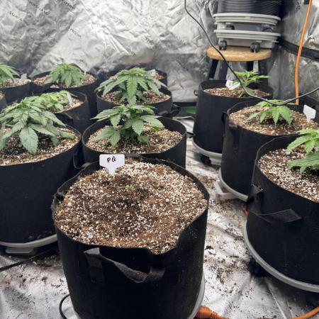 Purple Queen - Hulkberry - El Patron