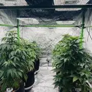 Purple Queen - Hulkberry - El Patron