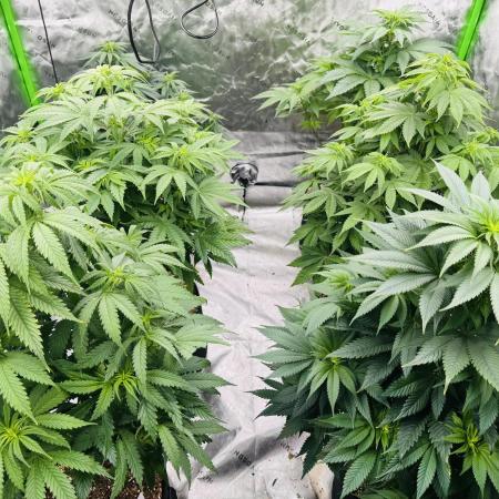 Purple Queen - Hulkberry - El Patron