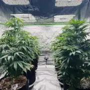 Purple Queen - Hulkberry - El Patron