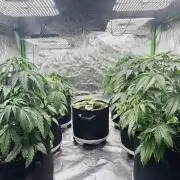 Purple Queen - Hulkberry - El Patron