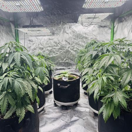 Purple Queen - Hulkberry - El Patron