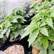 Purple Queen - Hulkberry - El Patron