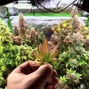 Purple Queen - Hulkberry - El Patron