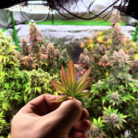 Purple Queen - Hulkberry - El Patron