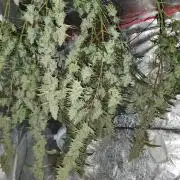 Fast Buds - Auto Wedding Cheescake