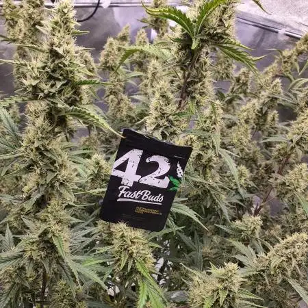 Fast Buds - Auto Wedding Cheescake