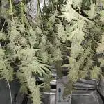 Fast Buds - Auto Wedding Cheescake