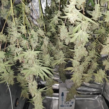 Fast Buds - Auto Wedding Cheescake