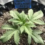 Banana Purple Punch RF3