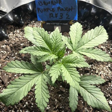 Banana Purple Punch RF3
