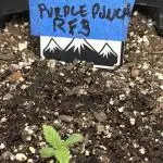 Banana Purple Punch RF3