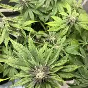 Banana Purple Punch RF3