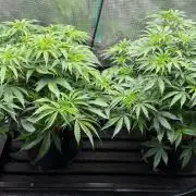 Blueberry Muffin Tray2Grow
