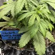 Banana Purple Punch RF3