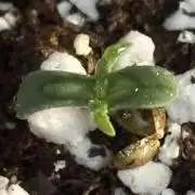 Frostbanger/Promix/Advanced Nutrients