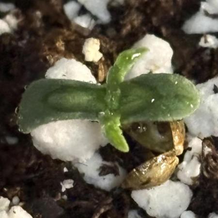 Frostbanger/Promix/Advanced Nutrients