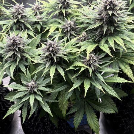 Banana Purple Punch RF3